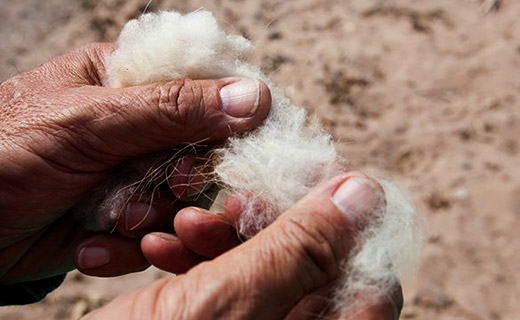 Vicuña - the finest fibre by Loro Piana