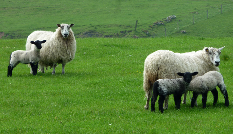 Why is wool the best material for men's suits