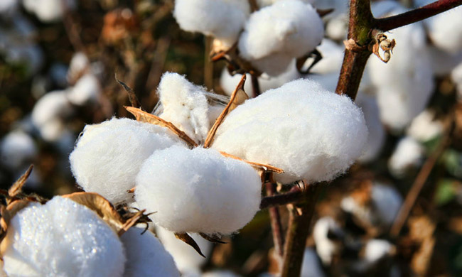 Cotton is considered the dirtiest crop in the world because of heavy use of pesticides