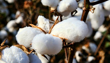 Cotton is considered the dirtiest crop in the world because of the heavy use of pesticides