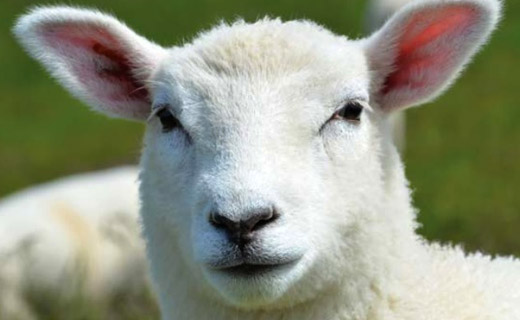 2016 Campaign For Wool presents The five freedoms of sheep