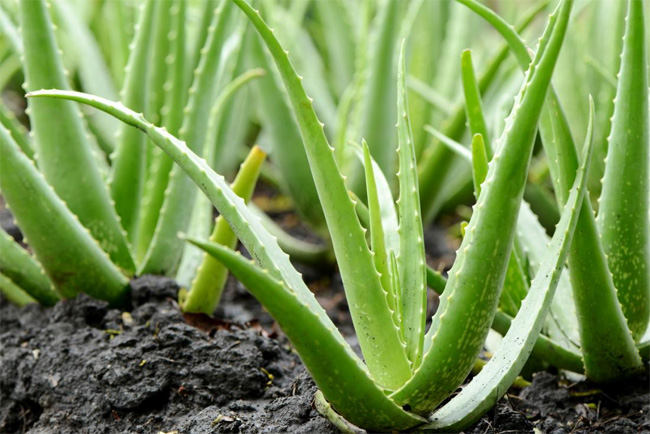 Discover Aloe Vera - the perfect natural cosmetic