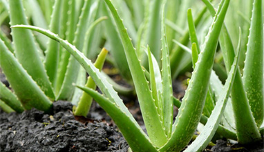 Discover Aloe Vera - the perfect natural cosmetic