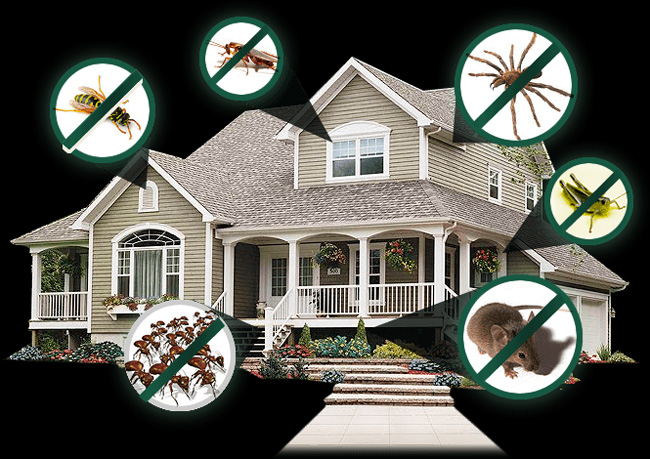 4 Advantages of Having Home and Pest Inspections