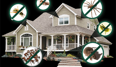 4 Advantages of Having Home and Pest Inspections