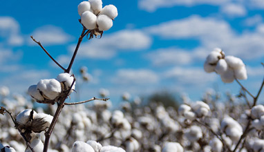 Supreme Green Cotton - a unique sustainable solution for the textile supply chain