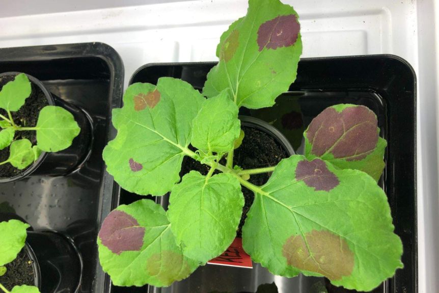 Tobacco plants