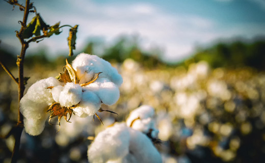 Organic textile sector has a significant progress in testing for GMO cotton