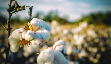 Organic textile sector has a significant progress in testing for GMO cotton