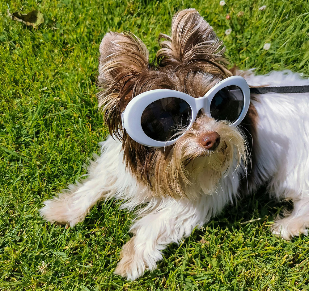 Dog fashion