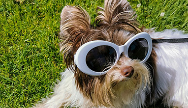 Fresh Additions That Keep Dogs Happy and Healthy