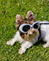 Fresh Additions That Keep Dogs Happy and Healthy